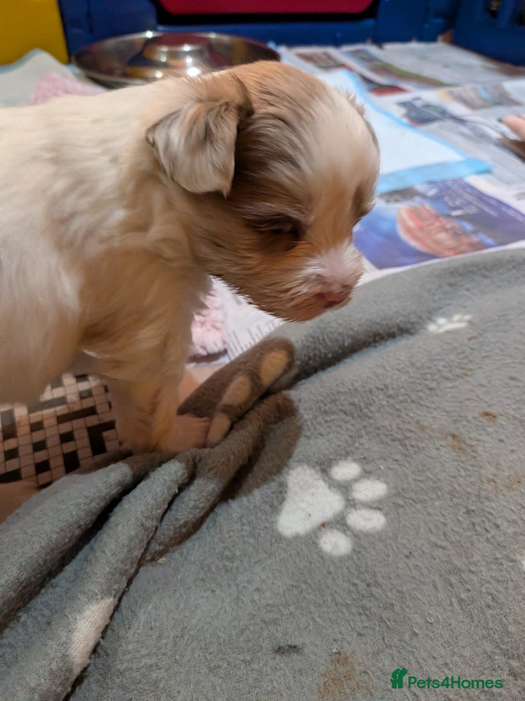 Biewer Terrier dogs for adoption: ❤️🐶 Sweet Pups Looking forResponsible Homes 🐶❤️ - Advert 14