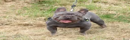 French Bulldog dogs for stud: Lilac testable fluffy frenchie French bulldog stud - Advert 7