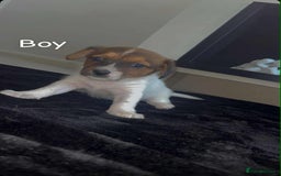 Jack Russell dogs for sale: Puppies  - Image 3