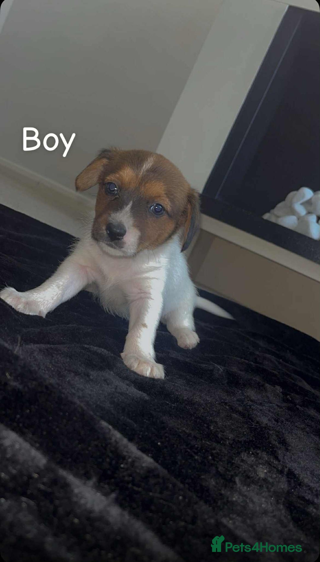 Jack Russell dogs for sale: Puppies  - Image 3