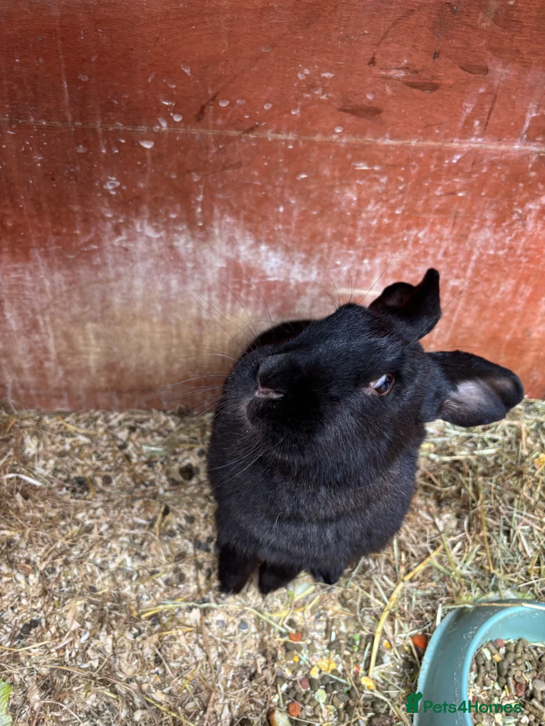 Continental Giant rabbits for sale: Female Continental Giant  - Advert 1