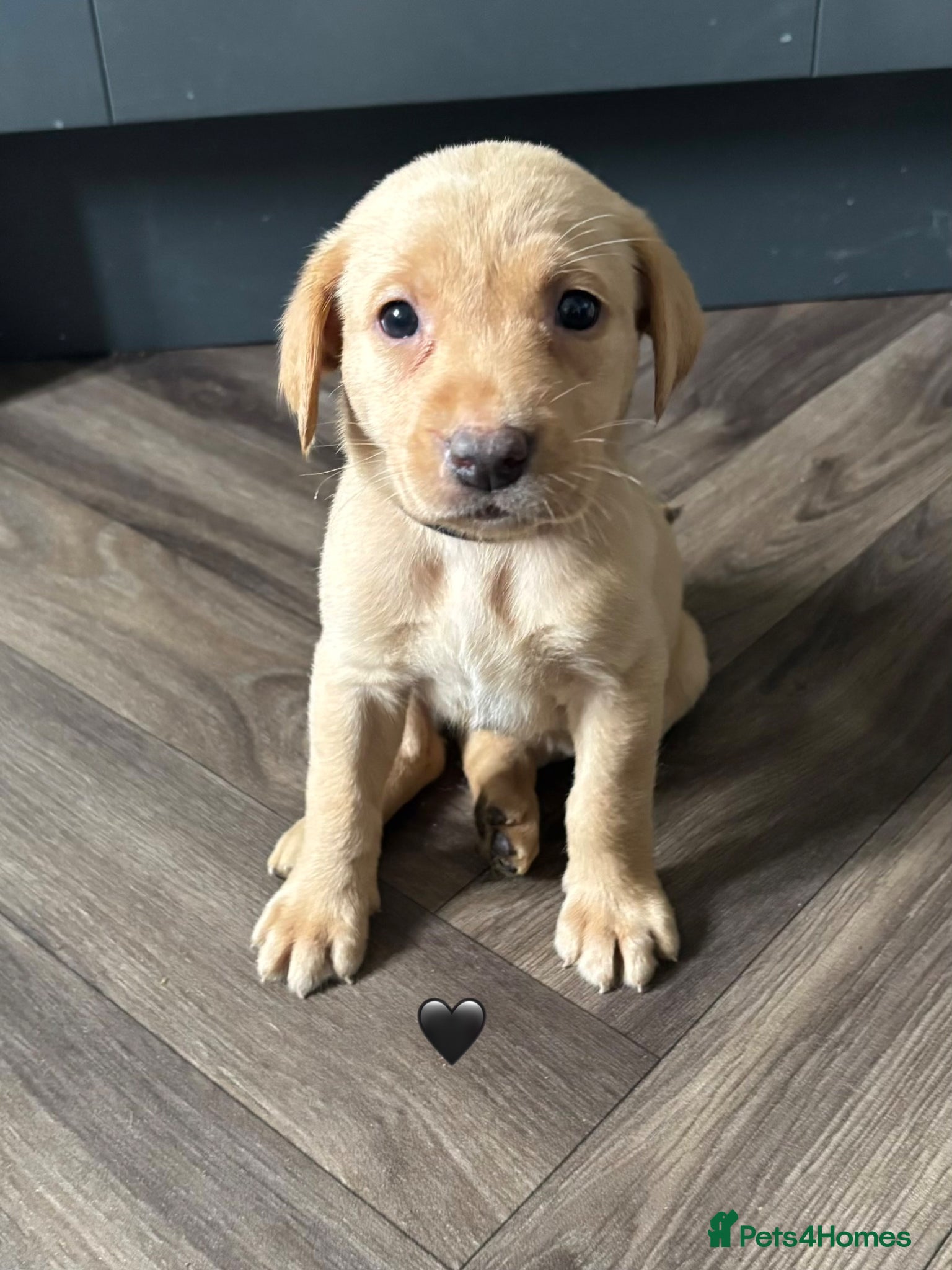 Labrador Retriever dogs Labrador Puppies  - Advert 1