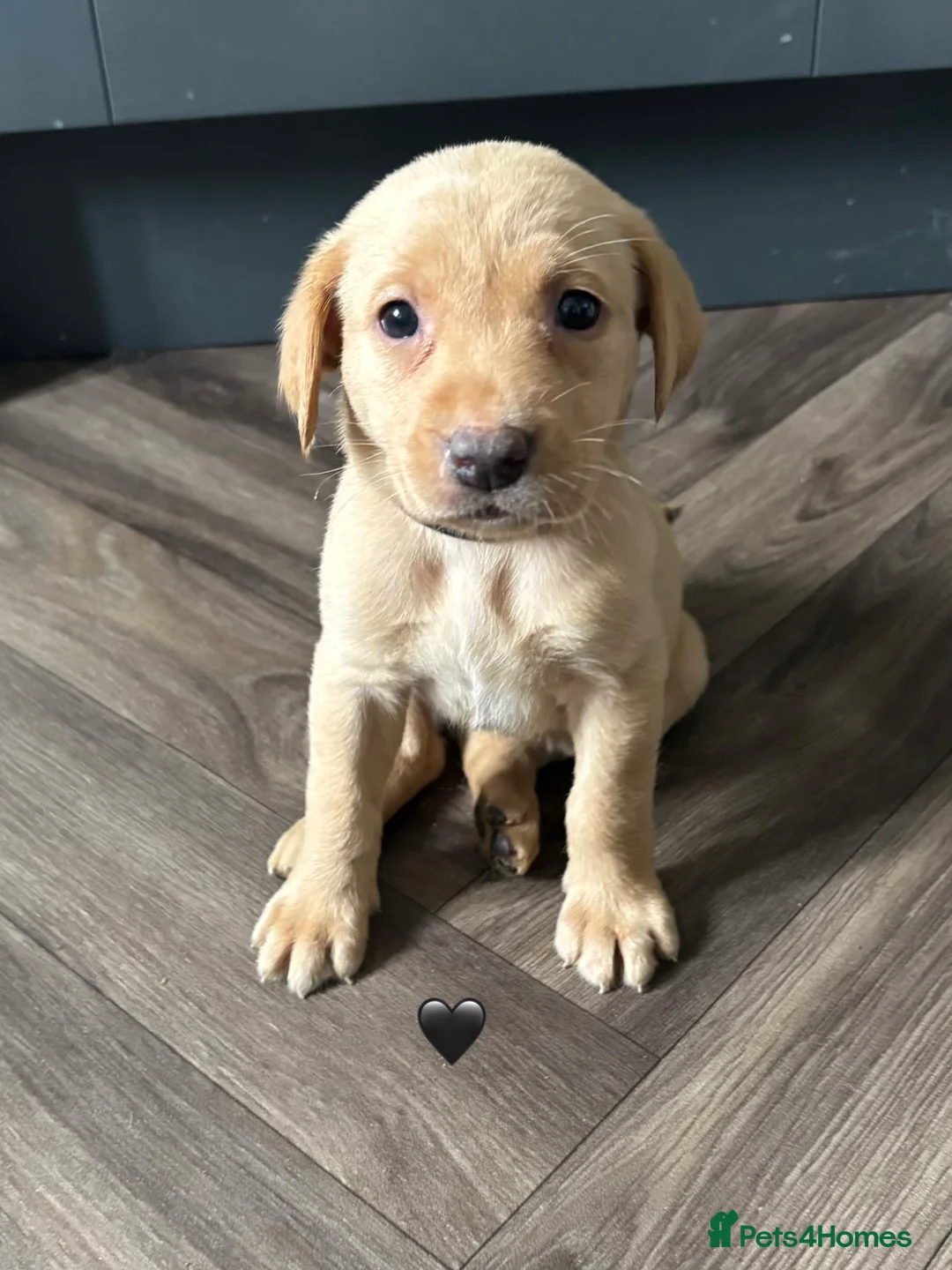 Labrador Retriever dogs for sale: Labrador Puppies  - Advert 1