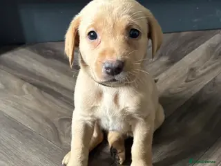 Labrador Retriever dogs Labrador Puppies - Advert 2