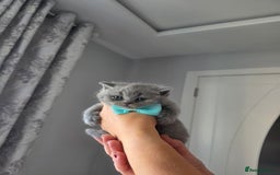 British Shorthair cats for sale: BRITISH SHORTHAIR KITTENS  - Image 18