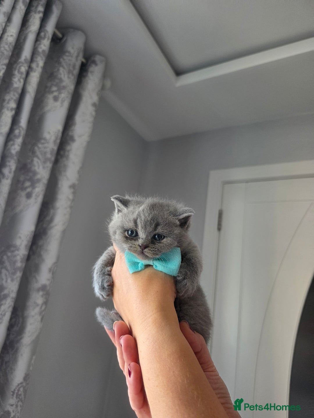 British Shorthair cats for sale: BRITISH SHORTHAIR KITTENS  - Image 18