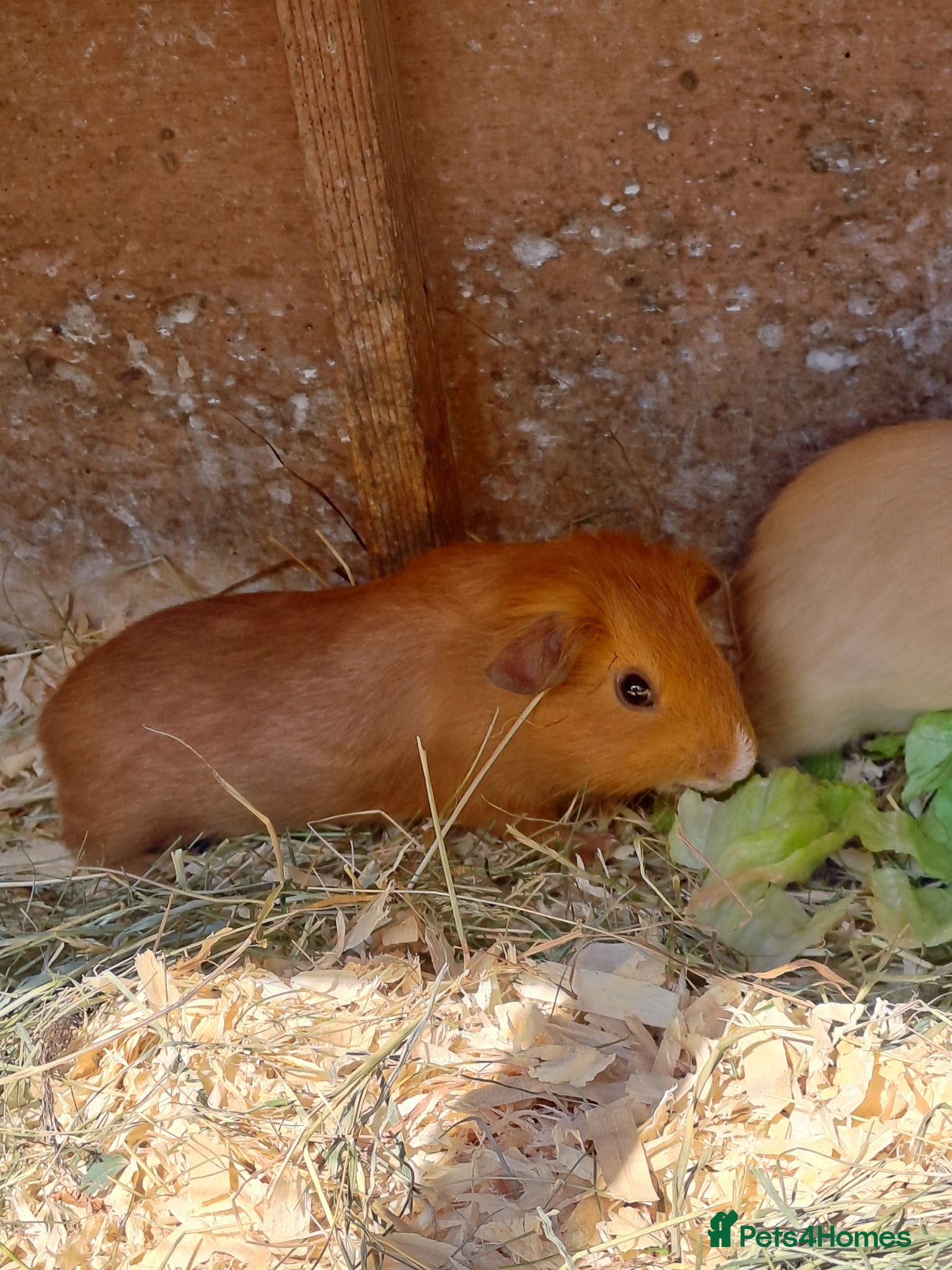 Guinea Pig rodents Six weeks old Baby guinea pigs for sale  - Advert 14