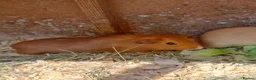 Guinea Pig rodents for sale: Six weeks old Baby guinea pigs for sale  - Advert 5