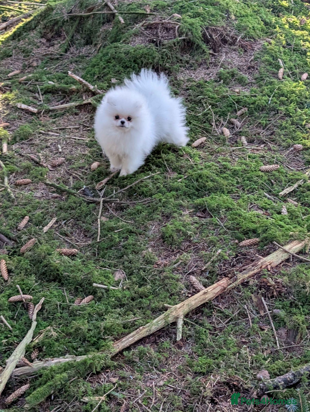 Pomeranian dogs for sale: ☁️OUTSTANDING QUALITY POM GIRL☁️ - Advert 4