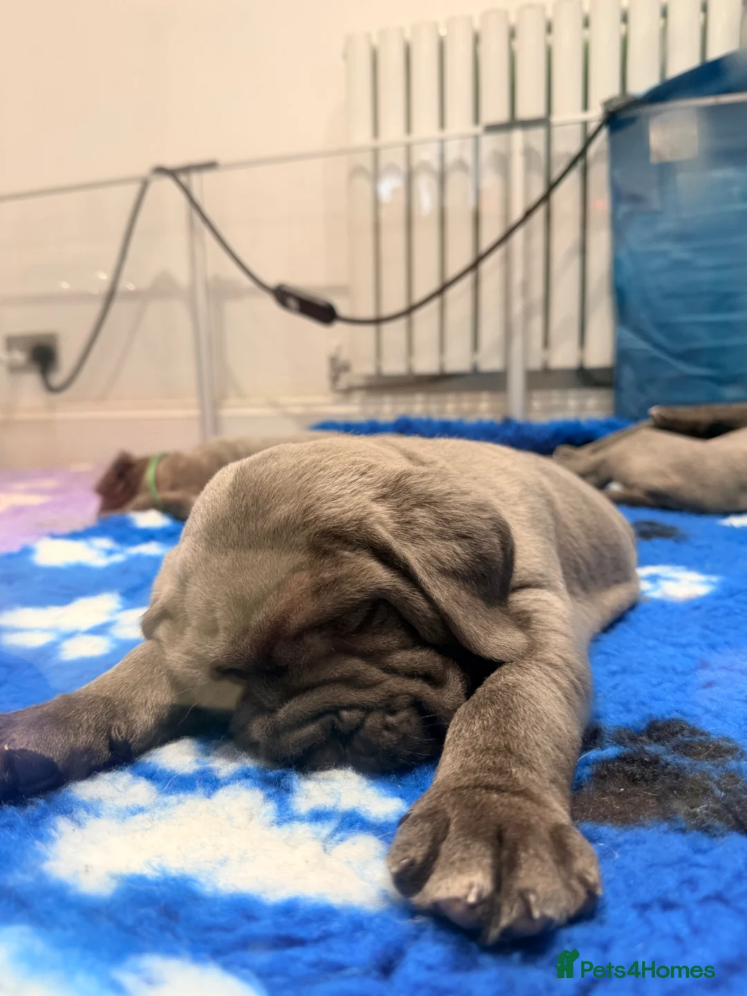 Cane Corso dogs for sale: Blue Cane Corso puppies  in Dukinfield - Advert 29