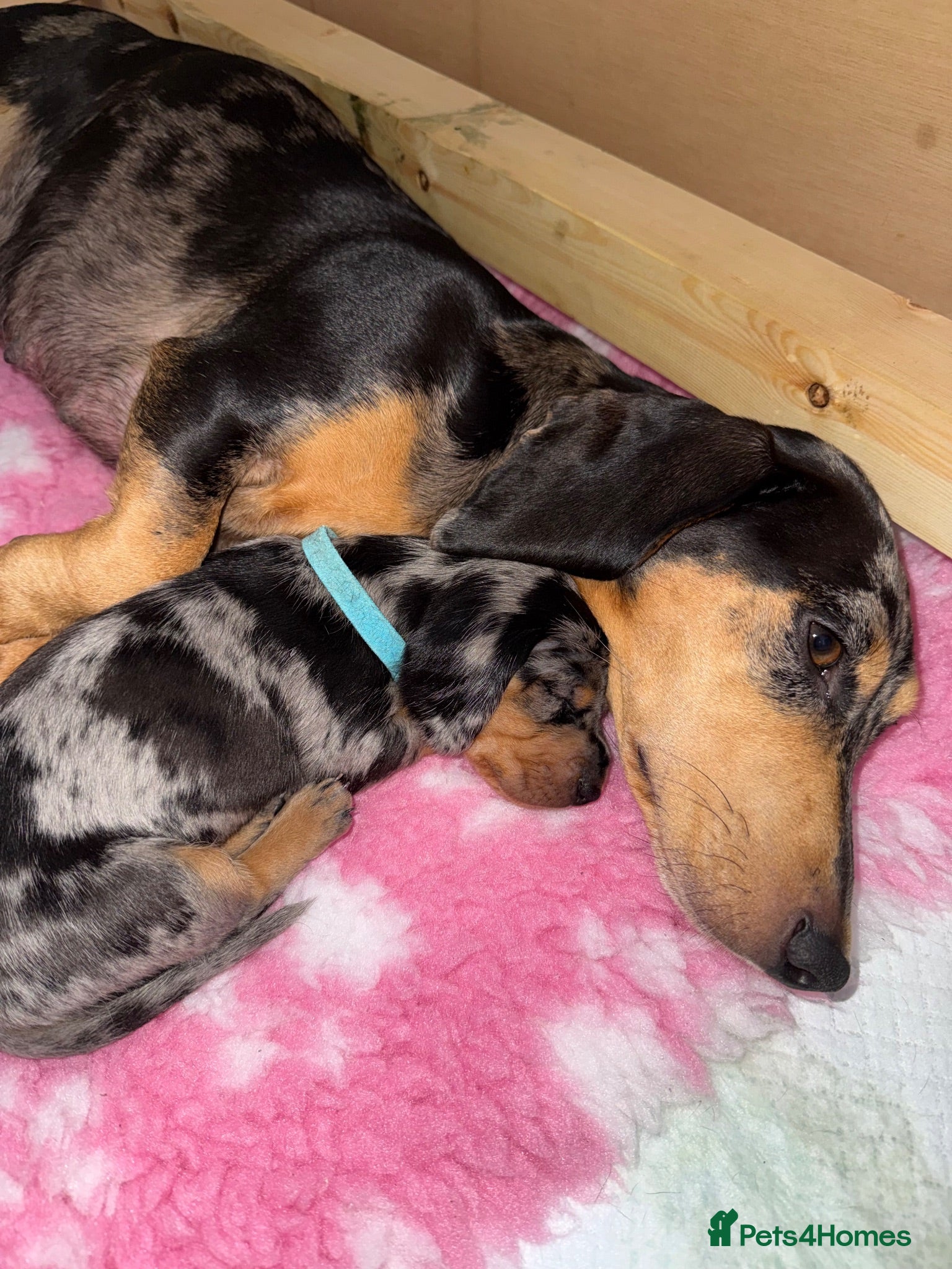 Dachshund dogs Beautiful Dachshund Puppies 💗🐾 - Advert 4