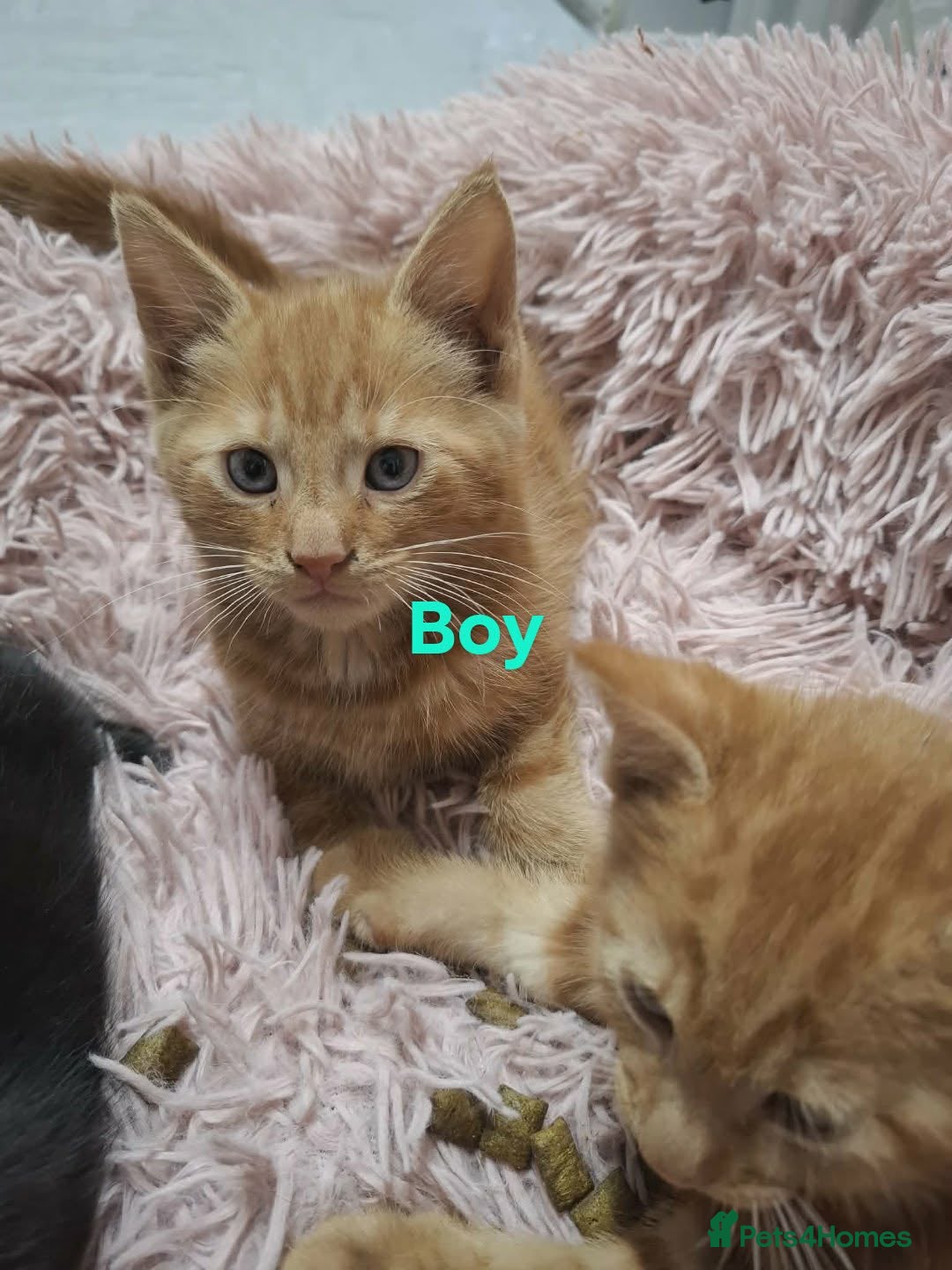 Mixed Breed cats for sale: Beautiful kittens for sale  in King's Lynn - Advert 6