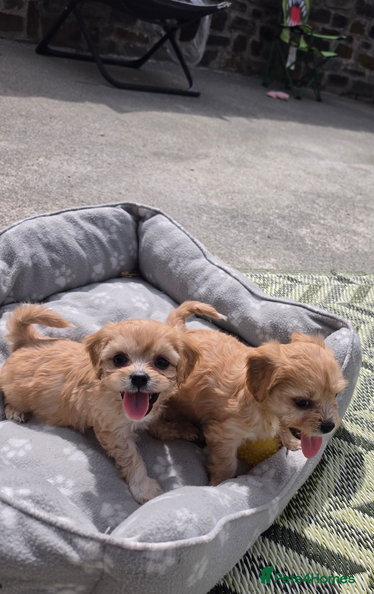 Cavachon dogs 10 STUNNING CAVACHONS😍🐾💙💖 - Advert 2