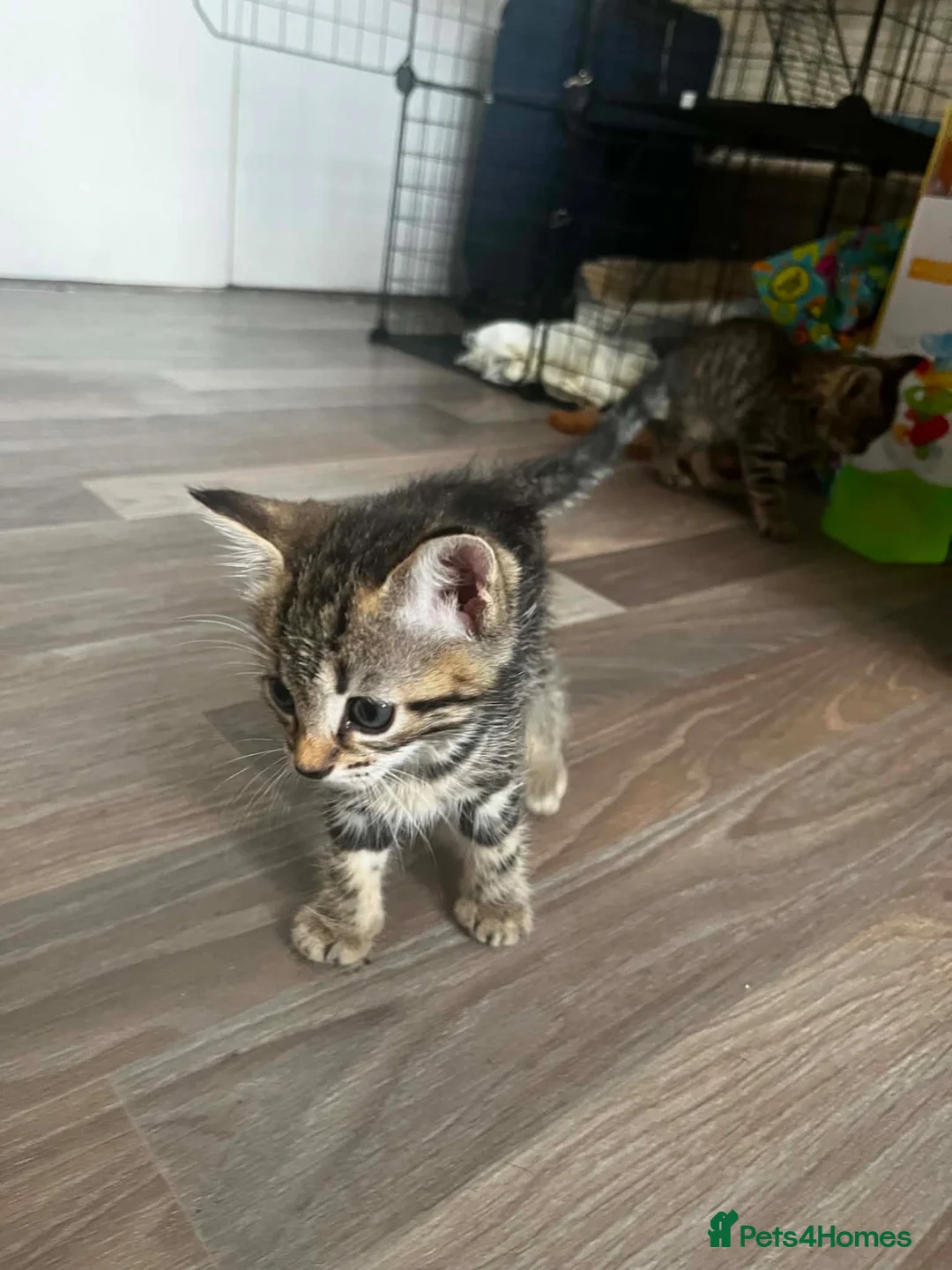 Domestic Shorthair cats for sale: Tabby kittens - Advert 16