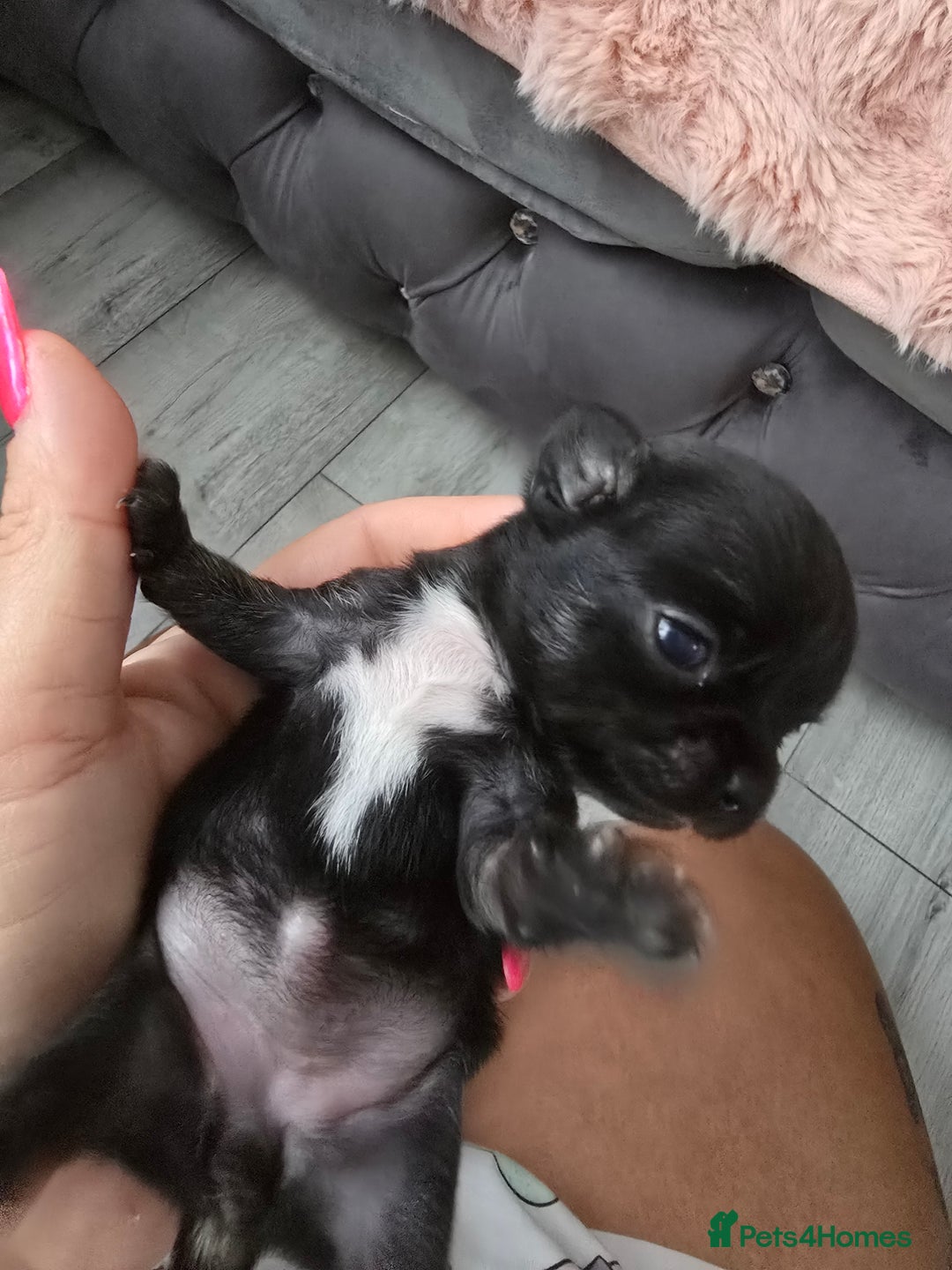 Chihuahua dogs for sale: Full pedigree chihuahuas - Image 2