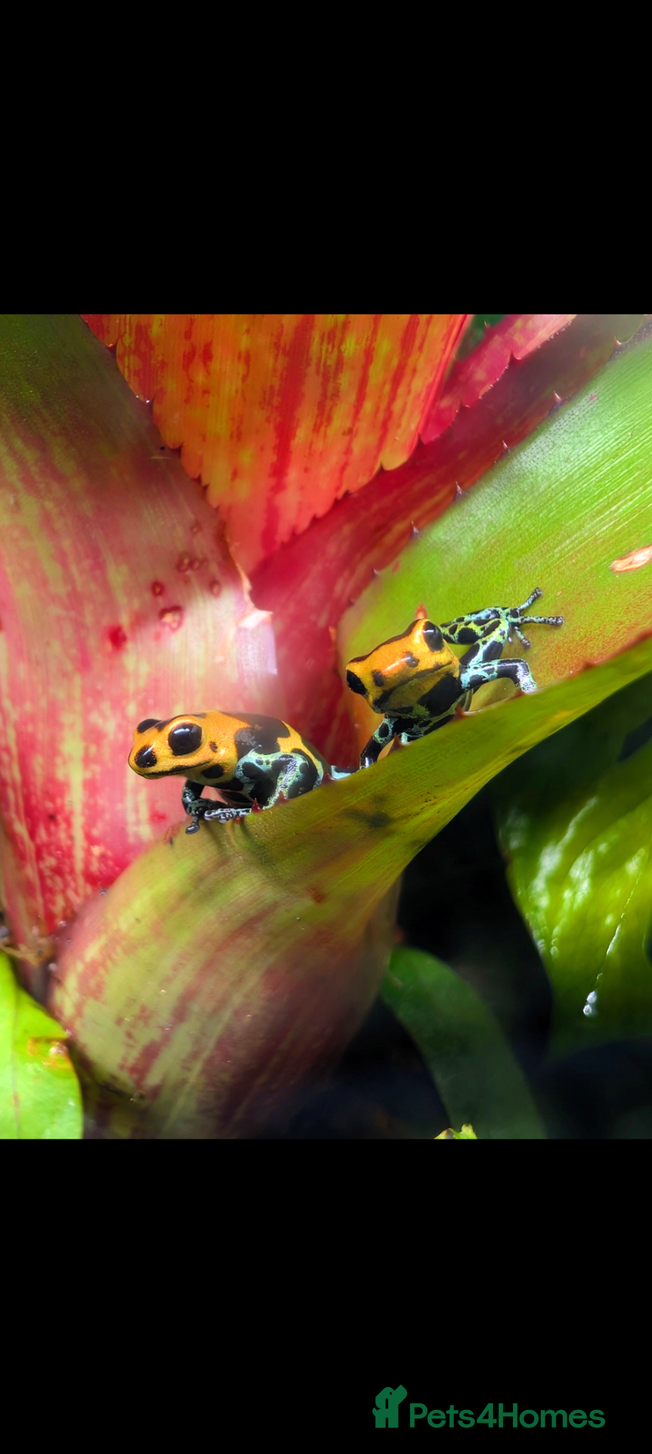 Frog reptiles Breeding pair Ranitomeya Imitator intermedius  - Advert 1