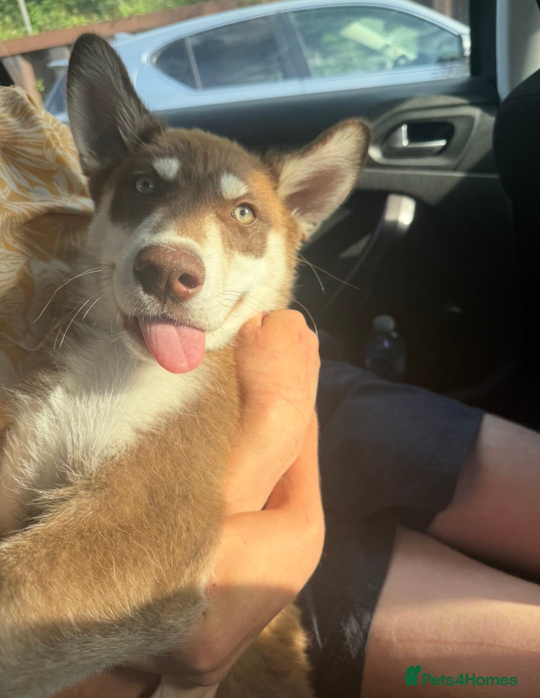 Siberian Husky dogs for sale: Brown Siberian Husky - Advert 4