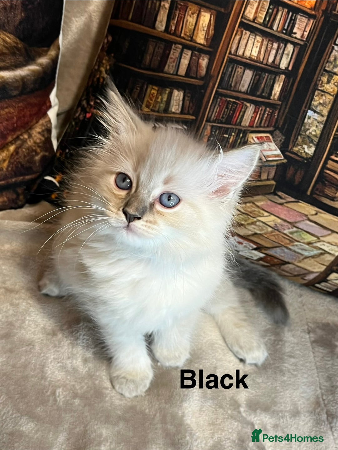 Ragdoll cats for sale: ❤️Amazing Pure Ragdoll Girls Waiting Loving Family - Advert 28