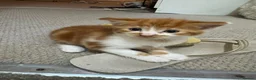 Mixed Breed cats for sale: Kittens for sale  in Bradford - Advert 3