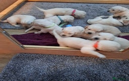 Golden Retriever dogs for sale: Gorgeous pedigree golden retriever puppies - Image 4