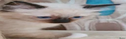 Ragdoll cats for sale: GCCF Reg. Ragdoll kittens, Champion lines - Advert 16