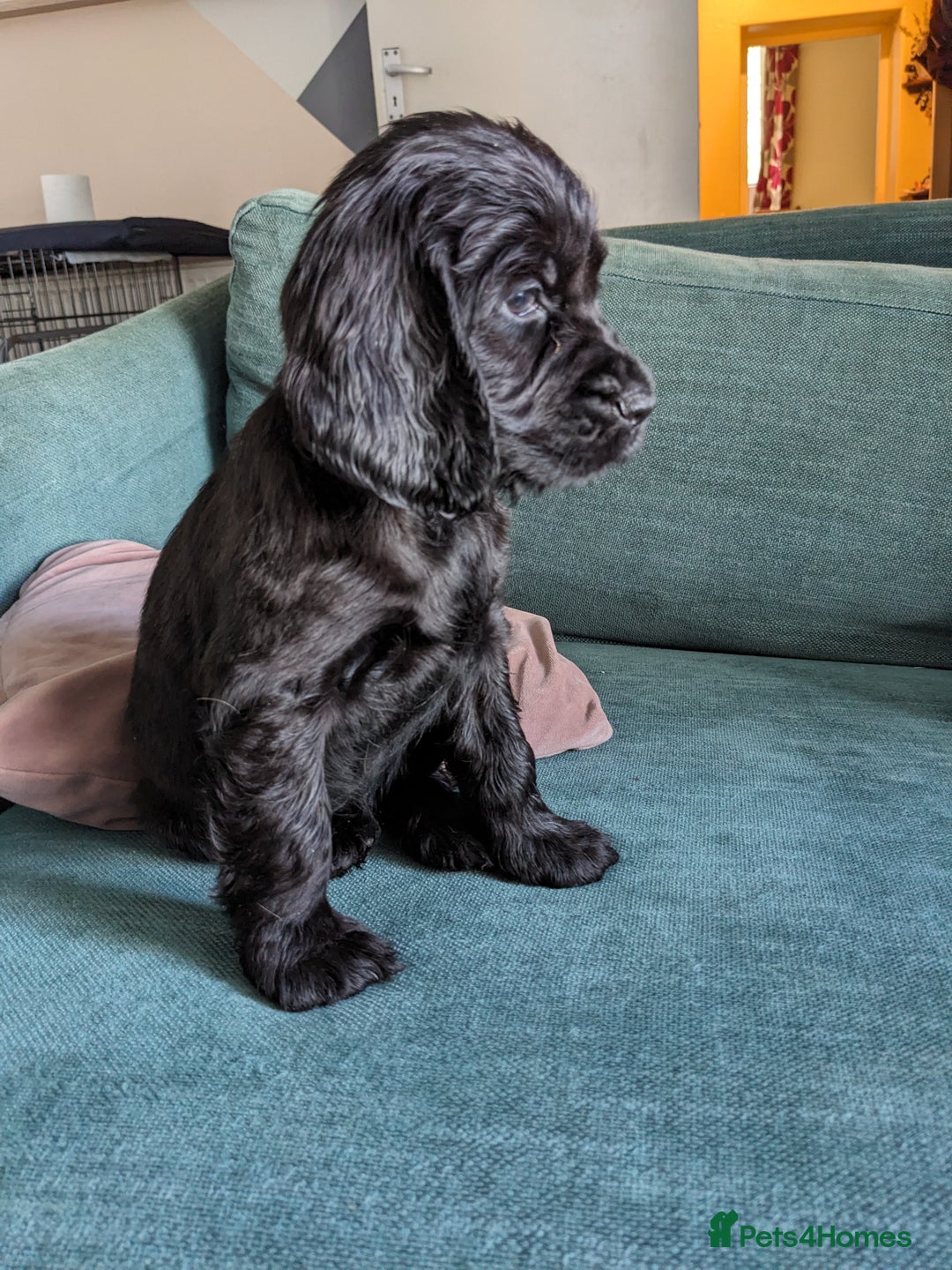 Sprocker dogs for sale: Last Sprocker puppy remaining - Image 4