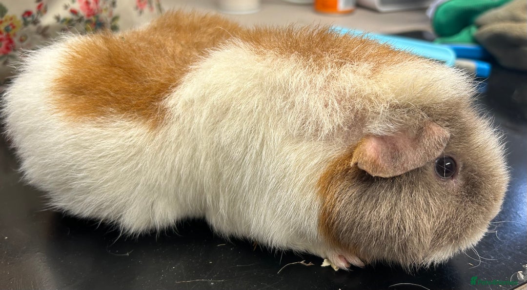 Guinea Pig rodents for sale: Teddy Sows Available  - Image 8