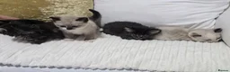 Domestic Shorthair cats for sale: Beautiful Litter of 8 Kittens –5 Females & 3 Males - Advert 35