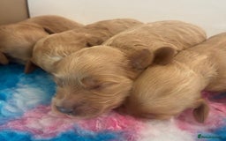 Cavapoo dogs for sale: 🌟 Beautiful Cavapoo puppies 🌟 - Image 4