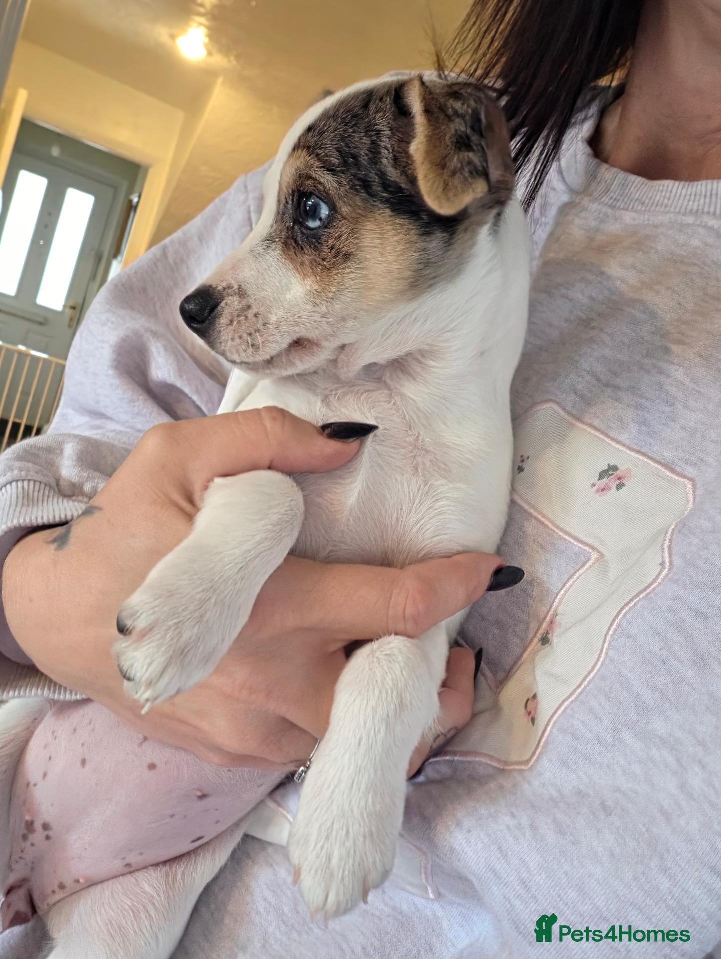 Jack Russell dogs Last little girl - Advert 1