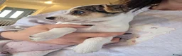 Jack Russell dogs for sale: Last little girl - Advert 1
