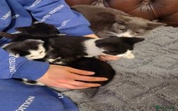 Mixed Breed cats for sale: Cute fluffy kittens black and white boys and girls - Image 8