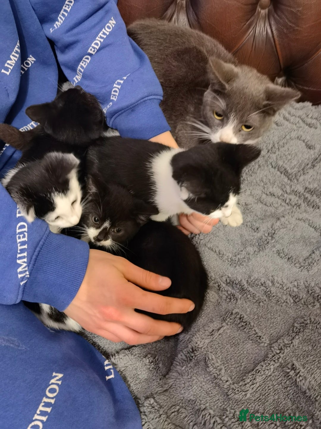 Mixed Breed cats for sale: Cute fluffy kittens black and white boys and girls - Image 8