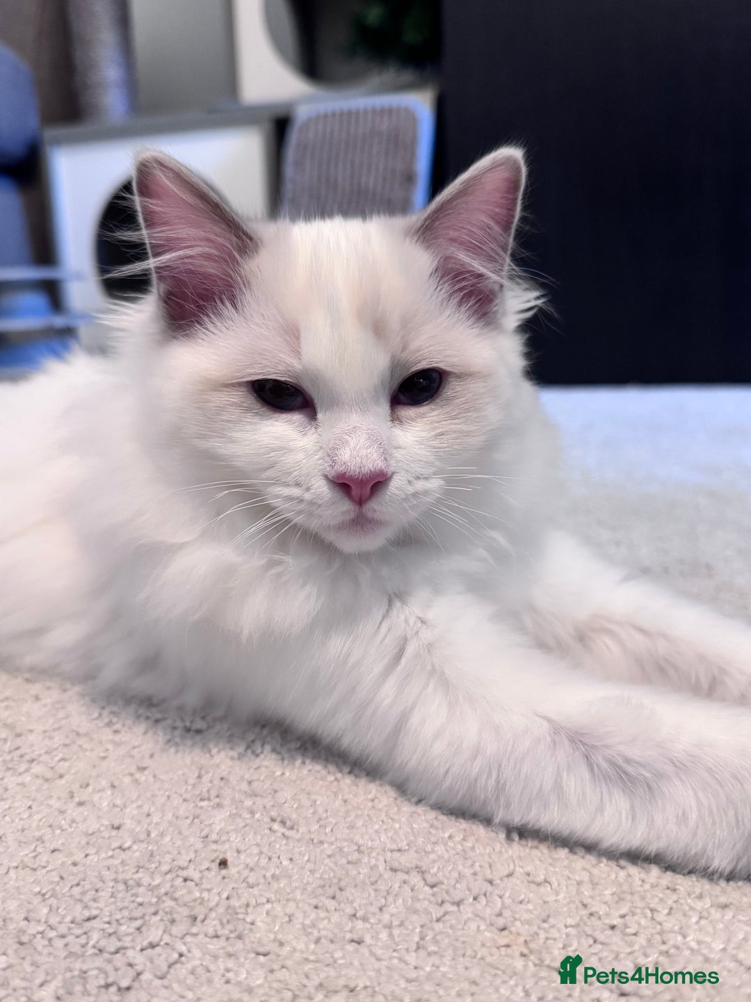 Ragdoll cats for sale: Ragdolls Kittens Blue and lilac  - Advert 3