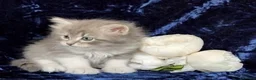 Siberian cats for sale: GCCF Registered Siberian Kitten For Sale  - Advert 25