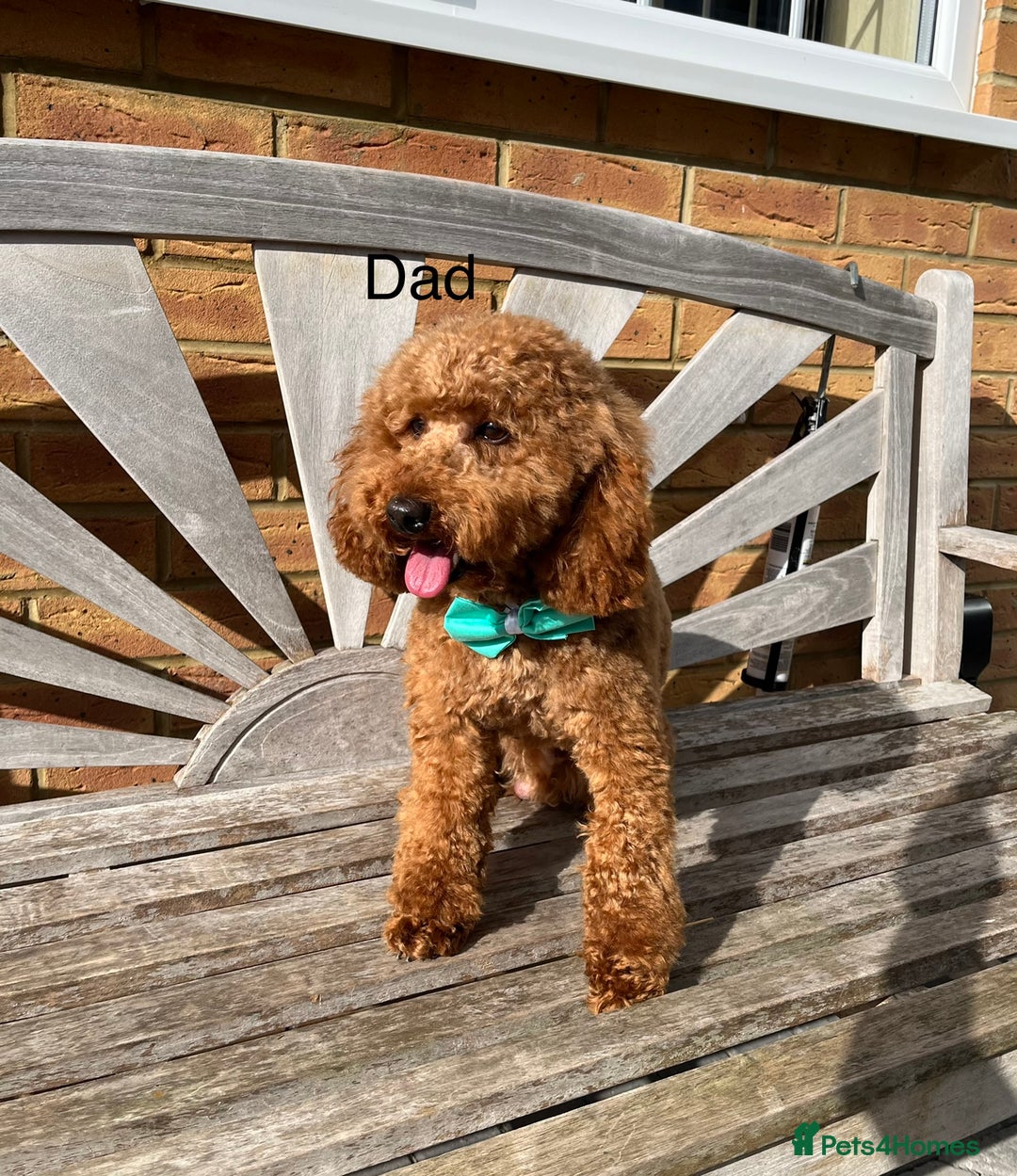 Cockapoo dogs for sale: ADORABLE COCKAPOO PUPPIES BOTH PARENTS ARE HERE  - Image 13