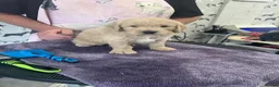 Goldendoodle dogs for sale: Golden doodles F1 in Grimsby - Advert 18