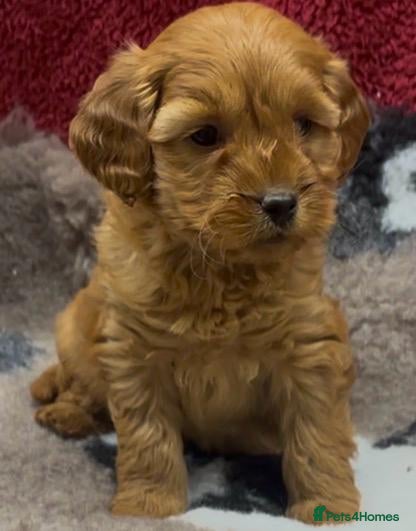 Cockapoo dogs Beautiful Cockapoo Puppies  - Advert 10