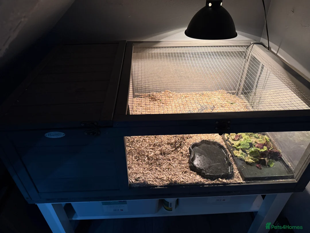 Tortoise reptiles for sale: Tortoise - Advert 6