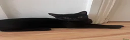 Mixed Breed cats for sale: Affectionate 16 Week Old Kittens - Advert 10