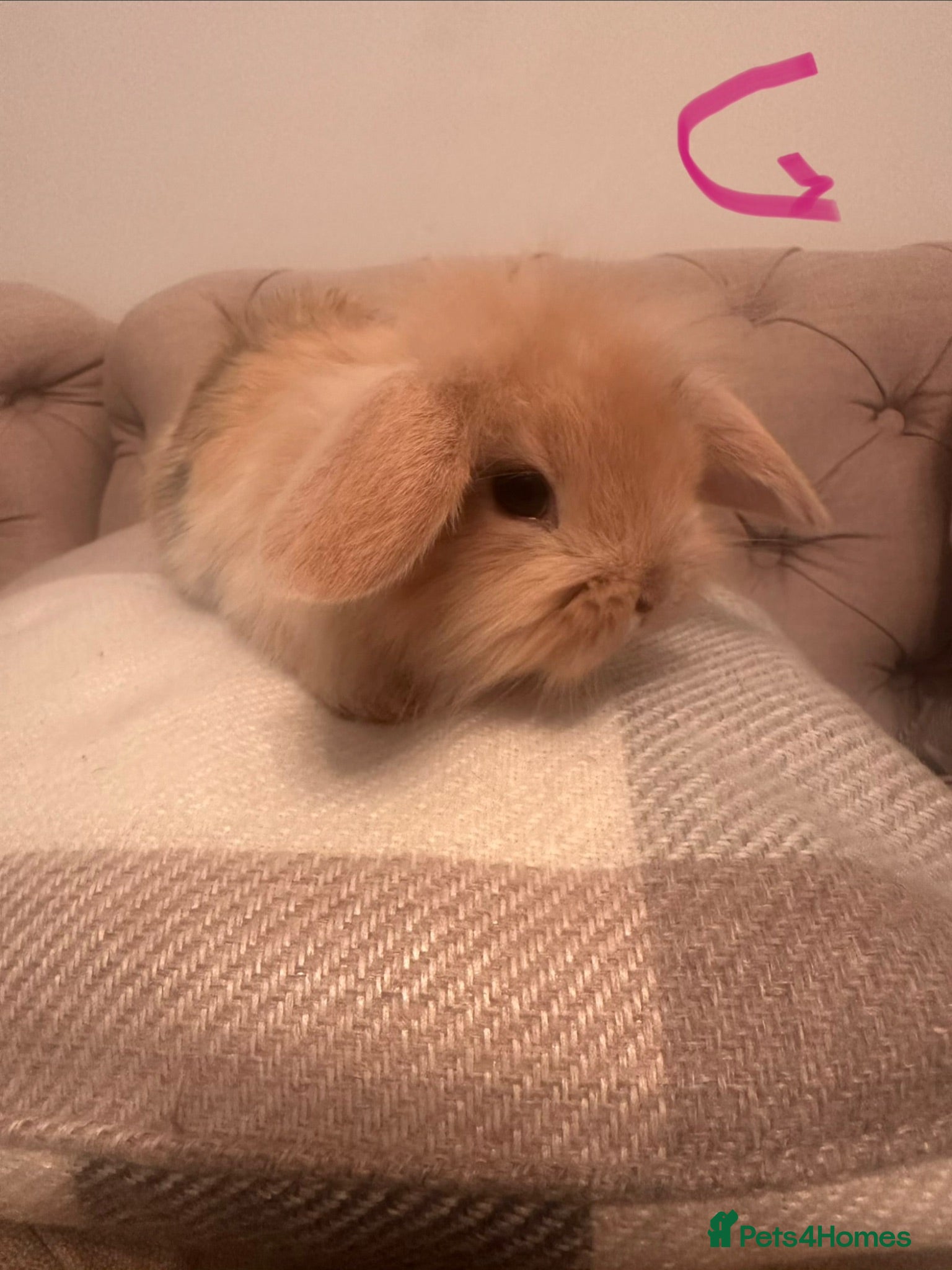 Mini Lop rabbits Ready to go today! 3 mini lops - Advert 1