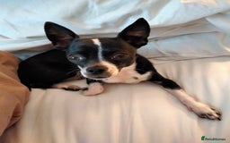 Chihuahua dogs for sale: 10 month old Male Chihuahua neutered  - Image 1