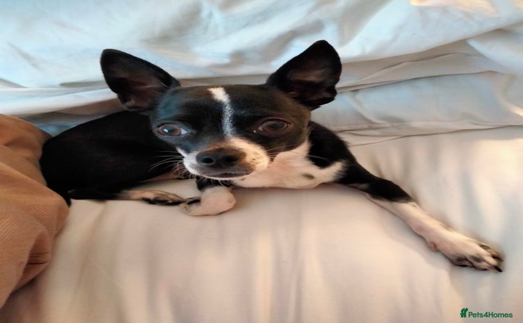Chihuahua dogs - Advert 1