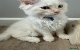 Ragdoll cats for sale: Handsome Ragdoll babys! 💛 in Arundel - Image 35