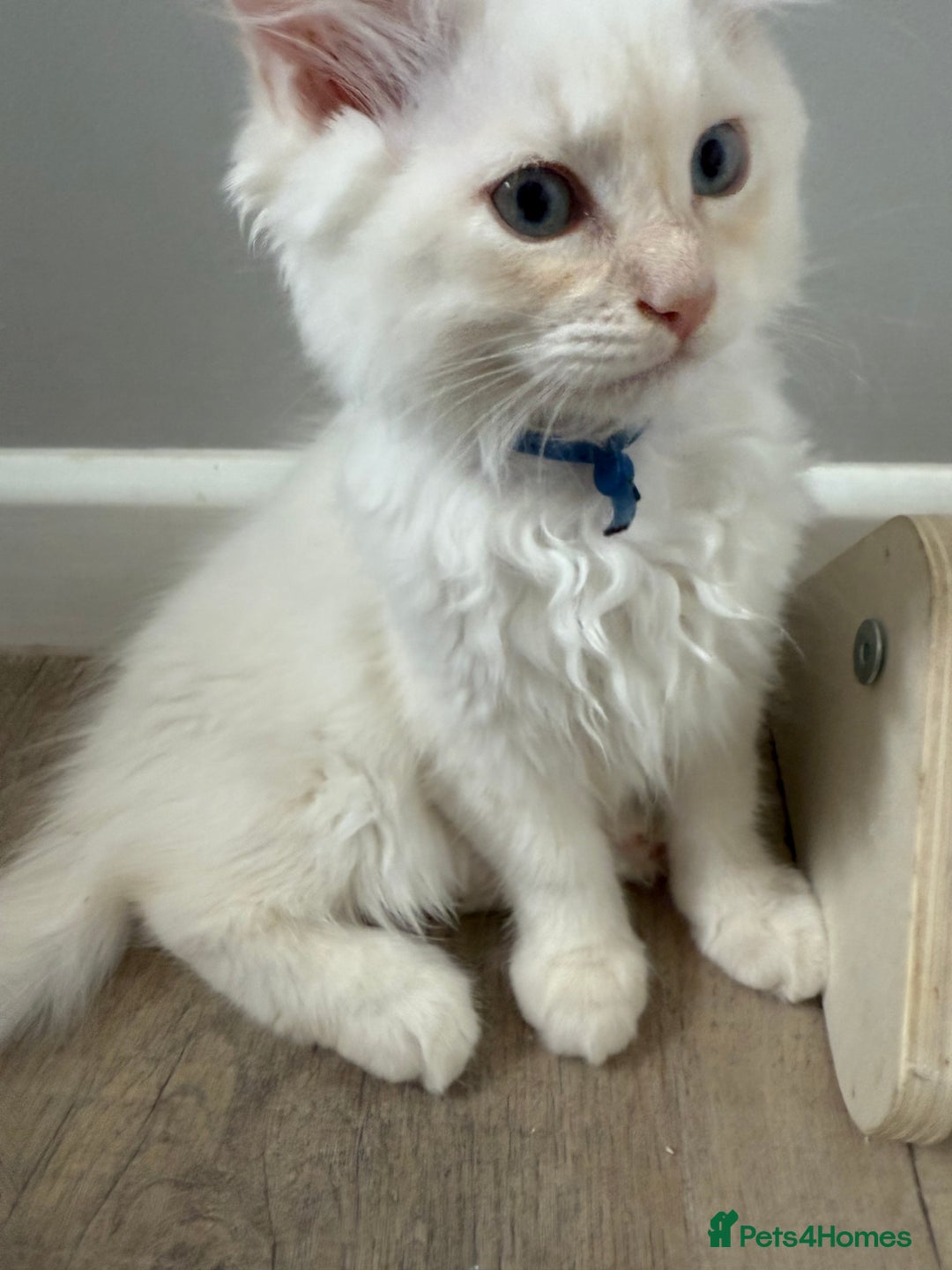 Ragdoll cats for sale: Handsome Ragdoll babys! 💛 in Arundel - Image 35