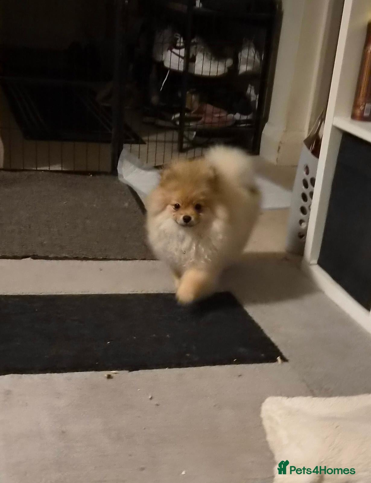 Pomeranian dogs for sale: High quality Show class potential Pomeranians  - Advert 2