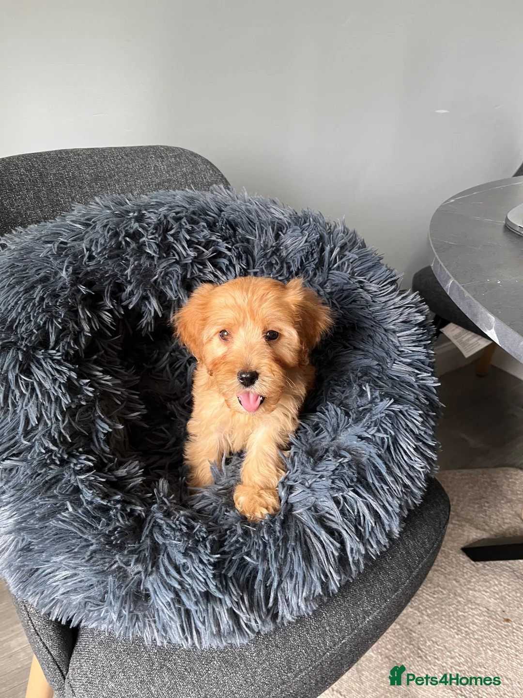 Maltipoo dogs for sale: Maltipoo  in Newcastle upon Tyne - Advert 1