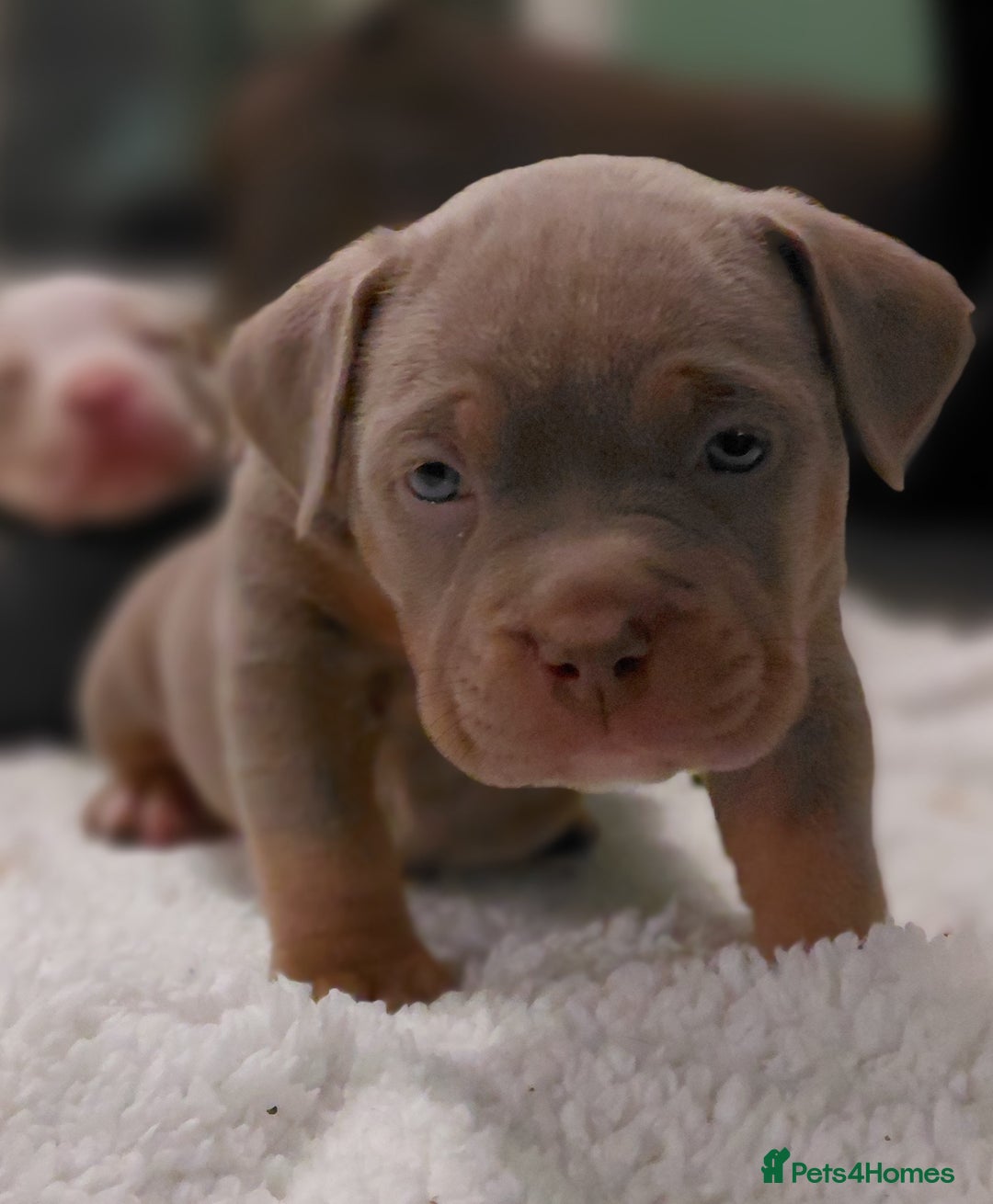 American Bully dogs for sale: LAST GIRL LEFT READY NOW ABKC REG - Advert 11
