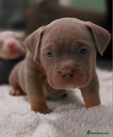 American Bully dogs ABKC POCKET BULLY PUPPIES - Advert 3