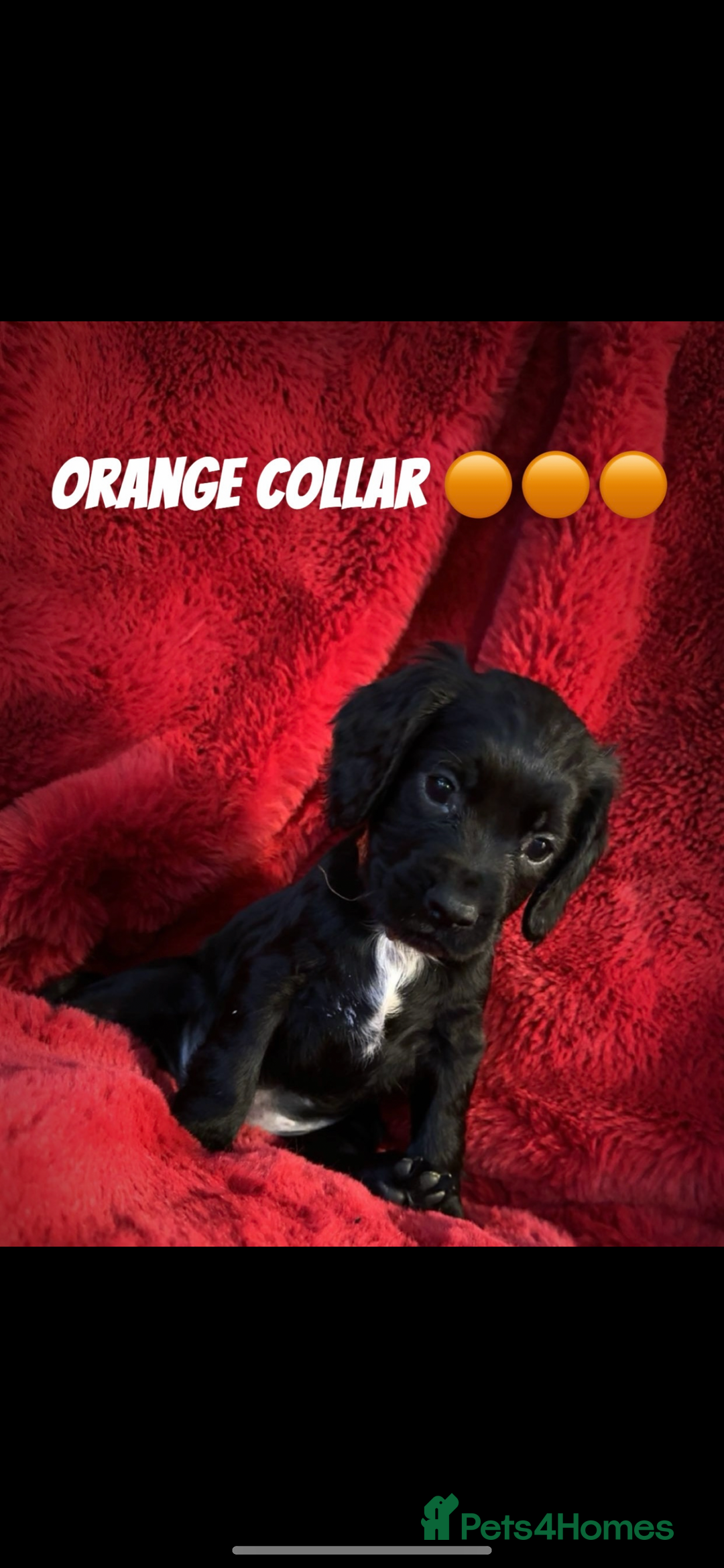 Cocker Spaniel dogs for sale: Working cocker spaniel puppies  - Advert 7